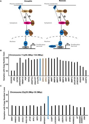 Mutations and Copy Number Abnormalities of Hippo Pathway Components in Human Cancers